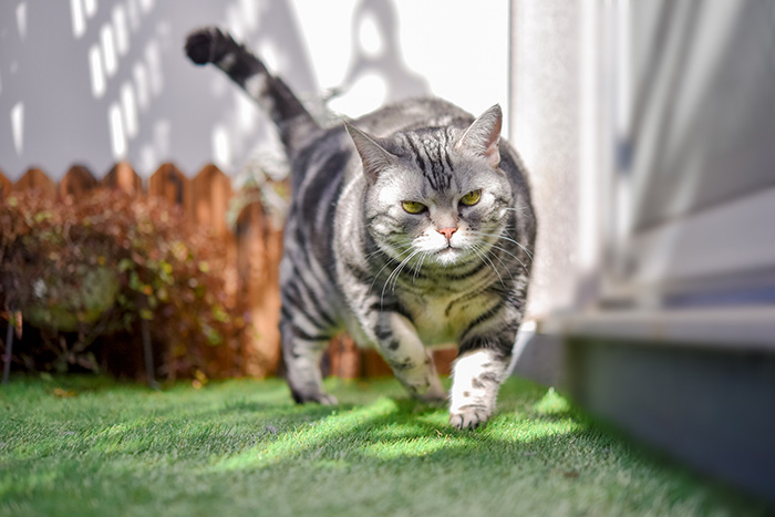 人工芝の上を歩く猫
