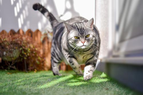 人工芝を走る猫