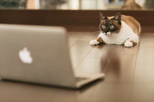 パソコン画面を見てびっくりする猫